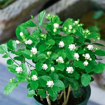 50pcs Jasmine Gardenia Garesmo Garden Jasminoid Double Flower Suspended Basket Seniors Excellent grains of herb grains for Outdoor Decoration of Garden Garden Office.. Your budget-friendly online marketplace, DIAYTAR NIGERIA delivers a world of products in just 5-8 days.