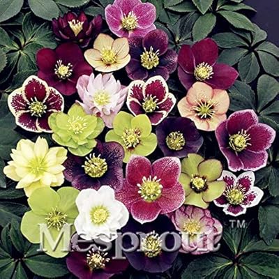 Seeds of fresh Hellebores to plant, 100 pieces, multicolored.. From essentials to electronics, DIAYTAR Nigeria ships your order in no time.
