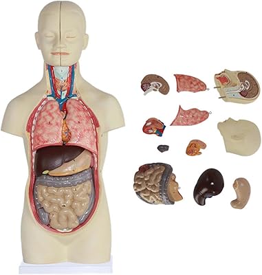 XELDEC model of anatomy of human torso without gender, models of human heart, torso and skeleton, tools for studying 3D models with 12 internal organs that can be removed for students in anatomy and physiology.. DIAYTAR NIGERIA brings the marketplace to your home with budget-friendly prices and nationwide delivery.