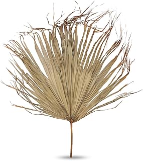 2 pieces of Natural dried palm leaves Yatai, holiday ornaments, dried flowers for interior decoration, Christmas bouquets, table arrangement, vase, decorative table centers - Palm leaf for decoration (2).. Discover the perfect balance of price and convenience with DIAYTAR NIGERIA's nationwide e-commerce platform.