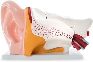Anatomical model 66 Adjustments for giant ears - medical education assistant.. DIAYTAR NIGERIA makes quality accessible with low prices and reliable 5-8 day nationwide delivery.