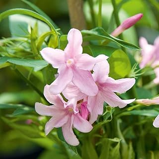 Seeds of perennial jasmine shrubs x stephanense climbing garden plant perfect for walls.. Experience the ease of modern shopping with DIAYTAR NIGERIA's comprehensive platform and quick delivery.