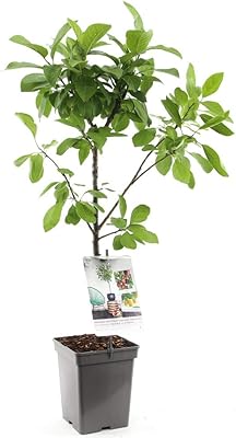 Plum fruit patio Standard tree duo prunus domestica Two varieties in one pollinating duo eating reliable plums of dessert 1 pot of 5 liters plum-duo patio tree by Thompson and Morgan.. Experience satisfaction guaranteed with DIAYTAR NIGERIA's comprehensive platform and quick delivery.