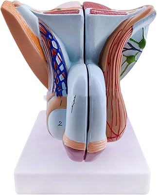 Male genitals model Male model of anatomical pelvic muscles of the system.. From phone accessories to home decor — DIAYTAR Nigeria ships it fast.