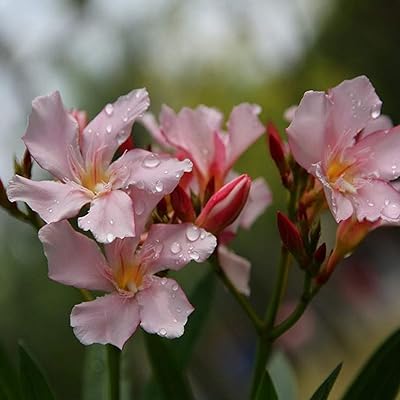 50 pieces of multicolored laurel-Rose seeds plants with persistent leaves without GMO Nérium and.. Browse, shop, and receive — DIAYTAR Nigeria keeps it simple.