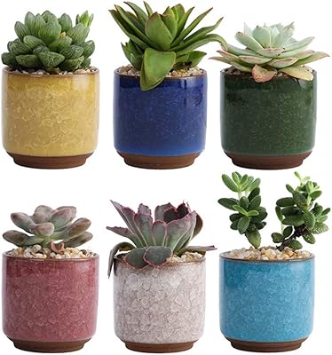Yardui 6 pieces mini jars of succulent plants Small pot of succulent plants small flower pot for home office decoration (plant not included).. Transform your online shopping experience with DIAYTAR NIGERIA's affordable and diverse marketplace.