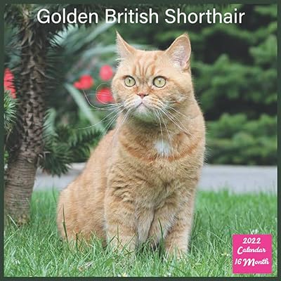 Calendar Golden British Shorthair 2022 16 months old: Cats official.. You deserve better shopping — choose DIAYTAR Nigeria today.