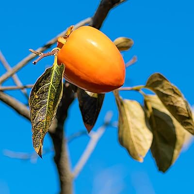 30 khaki seeds do not need a lot of care, appreciated by many people, planted throughout the year, very adaptable, adapted to the decoration of family outdoor garden.. Looking for great deals without compromising on quality? DIAYTAR Nigeria brings you thousands of top products at affordable rates, delivered straight to your doorstep.