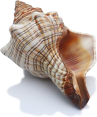 Sinkoo conque shell Large natural shells perfect for aquarium wedding decoration, beach theme party, home decorations, DIY, (yjl).. DIAYTAR NIGERIA: Your trusted partner for affordable online shopping with reliable delivery timeframes.