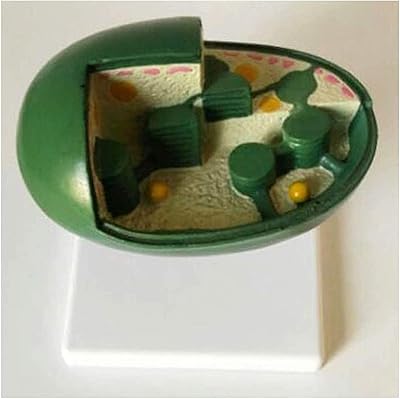 CHLOROPLASTE plant cell model study model - anatomical PVC cell anatomical model biological educational model - for study display and the medical model.. Your complete e-commerce destination, DIAYTAR NIGERIA combines variety with budget-friendly nationwide shipping.