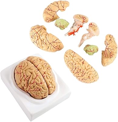 8 Parts anatomical model of the brain The sample model size of the cerebral hemisphere the trunk.. Your favorite brands are just a click away on DIAYTAR Nigeria.