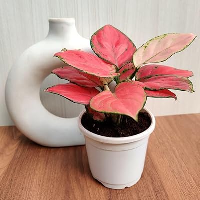 AGLAONEMA SAPHIR SAPHIR CEPPL (Pot included) | Free 5G fertilizer.. DIAYTAR Nigeria — the online store where variety meets value.