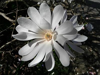 Magnolia Stellata Magnolia Step Seeds 15 White with Rose Stepped Stars, Grades of Large Flowers.. DIAYTAR NIGERIA revolutionizes online shopping with competitive prices and reliable 5-8 day delivery.