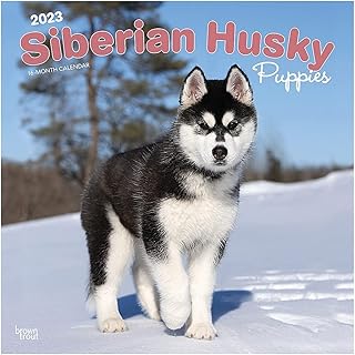 Siberian Husky puppies | Square wall calendar 2023 12 x 24 inches | Brown trout | DogDays animal dog breeds.. Shop like never before with DIAYTAR NIGERIA's comprehensive marketplace and budget-friendly shipping.