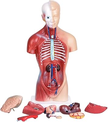 Heart skeleton with roughly human anatomical motif 15 human parts.. Need it fast? Need it cheap? Choose DIAYTAR Nigeria.