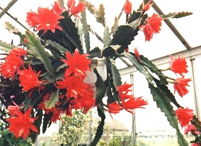 Epyhylllum ackermannies plant with a new growth.. DIAYTAR NIGERIA: Putting quality products within reach of every Nigerian through our affordable marketplace.