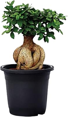 Life Natural Ficus Bonsai air purifier for indoor and exterior use 4 years.. DIAYTAR NIGERIA: Where every search leads to affordable products delivered promptly across Nigeria.