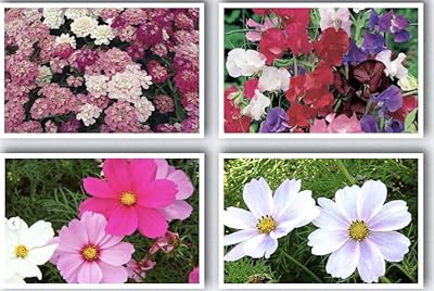 Indoor flower seeds, white cosmos seeds, mixture, mixed umbellata iberis, wild flower seeds of scent pea 4 types of different seeds (100g).. Experience DIAYTAR NIGERIA, where extensive product variety meets pocket-friendly prices and reliable delivery.