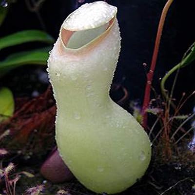 100 pieces of high germination nepenthes fresh products exotic courts courts of carnivorous white nepenthes.. DIAYTAR NIGERIA brings the joy of affordable shopping to your fingertips with delivery in less than 8 days.
