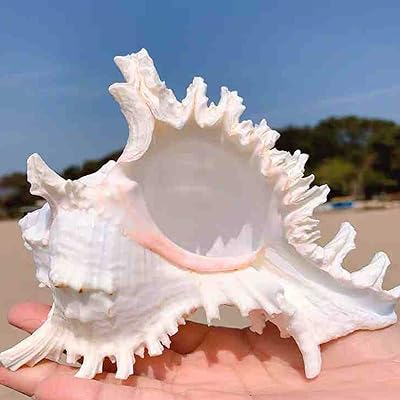 JQIQJU STORS OF CONQUES 6 to 7 inches of large figurine to collect in one room for an aquarium exposure, wedding decoration, beach party, home and party decorations.. DIAYTAR NIGERIA brings the marketplace home to you with affordable prices and delivery in 5-8 days.