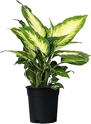 Fresh indoor plants Camilla by Dieffenbachia.. Experience the power of choice with DIAYTAR NIGERIA's extensive catalog delivered within the week.