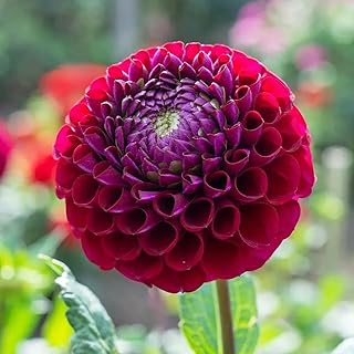 3 dark red dahlia bulbs rare and colorful exotic living flowers for planting.. DIAYTAR NIGERIA provides endless shopping possibilities with affordable prices and prompt delivery service.