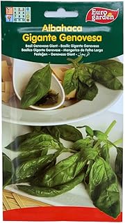 Géant Basil seeds Eurogarden Genovesa 3G.. DIAYTAR NIGERIA brings the nation's largest product catalog to your doorstep at prices you'll appreciate.