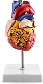 Human heart model QWORK MEDICAL MODICAL NUMBERS Anatomically precise in two.. Save more, wait less — DIAYTAR Nigeria delivers faster than ever.
