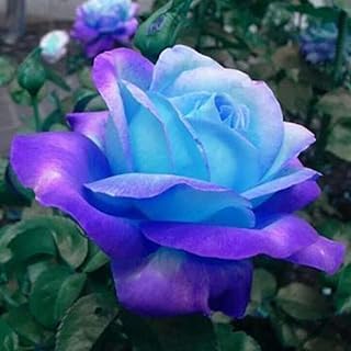 100 pieces of colorful flower seeds easy to cultivate seeds of fresh plants of perennial bonsai seeds flower plants in pink seeds.. Thousands of items at your fingertips — DIAYTAR Nigeria makes it happen.