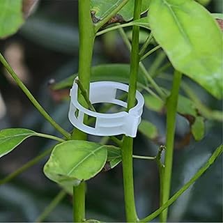 The White Shop 100 Pieces of Vegetable Tomato Tomato stems in garden lattice grow vertical hot plant support clips for cultivation tools.. DIAYTAR NIGERIA: Your affordable gateway to thousands of products delivered within a week.