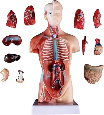 Human body model of 11 inch educational tools of anatomy of the organs of the body.. Shop across boundaries with DIAYTAR NIGERIA's comprehensive catalog delivered nationwide at budget rates.