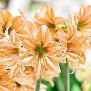Amaryllis seeds 200 pieces produced without GMOs, seeds of amaryllis flowers, natural mixed amaryllis seeds, garden accessories, light yellow.. DIAYTAR NIGERIA: Your trusted marketplace that combines variety, affordability and reliable shipping.