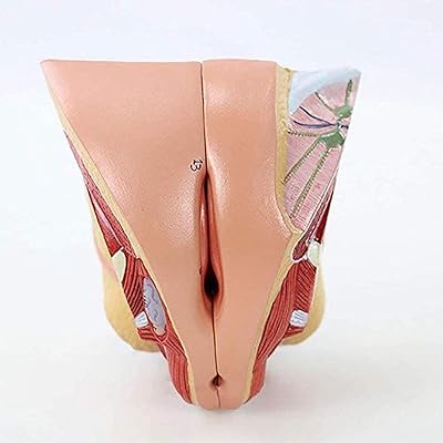 Model of female reproductive structure EC of the internal and external system for gynecologist training.. Your digital shopping companion, DIAYTAR NIGERIA offers exceptional value with delivery in less than 8 days.