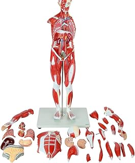 Human model 78 cm 1-2 in anatomical torso life resin.. Shop across boundaries at DIAYTAR NIGERIA and enjoy budget-friendly nationwide delivery within the week.