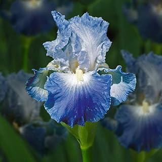 5 pieces mixture of iris bulbs for bulbic terrace balcony plants.. DIAYTAR NIGERIA: Where shopping dreams come true with budget-friendly prices and nationwide shipping.