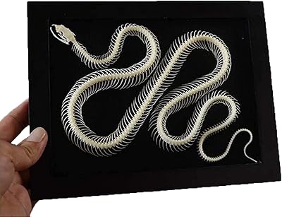 Temkin snake skeleton natural bone model, snake skeleton specimen anatomy model, transparent resin skeleton specimen, animal anatomy teaching instrument, biological model.. A world of products at your fingertips — thanks to DIAYTAR Nigeria.