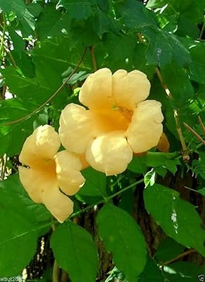 30 yellow trumpet seeds - 'Flava' - favorite hummingbird!.. DIAYTAR NIGERIA: Redefining online shopping with unbeatable prices and consistent delivery times.