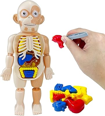 B & K Baby Educational Toys Human Organ Model 17 Pieces Scientific Kit DIY Toys for Girls Boys 3 4 5 6 7 8 years.. Discover why millions choose DIAYTAR for affordable online shopping with delivery in just 5-8 days.