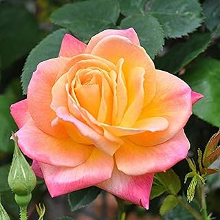 100pcs climbing rose seeds fast growing seeds of perennial flowers for your garden and balcony.. Shop with confidence at Nigeria's leading affordable e-commerce platform with reliable delivery services.