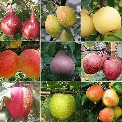 100pcs pear seeds harvested in autumn varieties of mixed pear Mix the colors elegant aroma fruit tree with deciduous leaf of heritage planted throughout the year.. Shop efficiently with DIAYTAR NIGERIA, offering thousands of products at unbeatable prices delivered promptly.