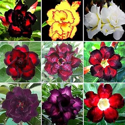 20 Roses of Roses of the Mixed Color Desert to Cultivate | 20 seeds | Adenium opsum seeds to cultivate. Exotic bonsai plant.. DIAYTAR NIGERIA provides endless shopping possibilities with affordable prices and prompt delivery service.