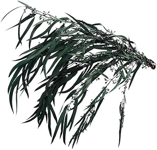 Yatai natural dried eucalyptus leaves Christmas and dry flowers for decoration.. Discover why millions choose DIAYTAR for affordable online shopping with delivery in just 5-8 days.