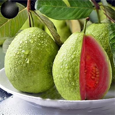 100 Goyave fruit seeds to plant - exotic and delicious fruits. Ideal for interior bonsais - Sewing fruit seeds.. Discover shopping simplified with DIAYTAR NIGERIA's comprehensive platform and reliable 5-8 day shipping.