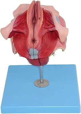 Human organ model internal and external female model Detachable perineal structure.. DIAYTAR NIGERIA brings the market to your fingertips with affordable prices and swift delivery services.
