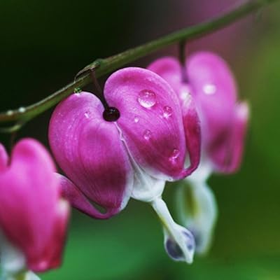 10 pieces of perennial herbs Dimentra spectacilis flower plant rare seeds seeds for the purple house.. Shop with confidence at DIAYTAR NIGERIA, where affordability meets reliability in less than 8 days.