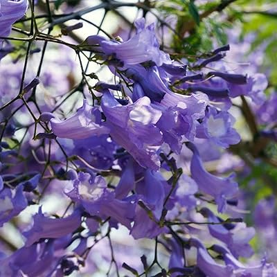 Jacaranda tree - mimosifolia jacaranda tree seeds, also known as green ebony shaft, garden plantation by heavy torch, 5 seeds.. Discover the joy of online shopping with DIAYTAR NIGERIA's budget-friendly prices and reliable shipping.