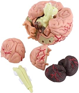 Brain model, human brain, dismantled, highly simulated, light and easy to transport, higher education laboratory for school and home.. DIAYTAR NIGERIA: Where quality products become affordable with our nationwide shipping service.