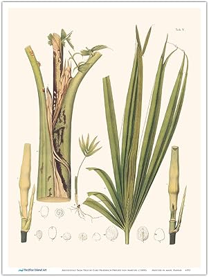 Schiede Salm Palm (Chamaedorea Schiedaana) Roots Vintage Botanical Illustration.. Shop from anywhere in Nigeria with DIAYTAR's extensive selection and budget-friendly shipping options.