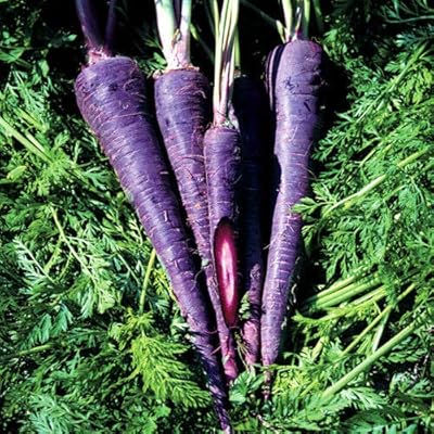 Purple Haze F1 100 seed carrot vegetable.. Experience the future of online shopping with DIAYTAR NIGERIA's extensive product range and competitive pricing.