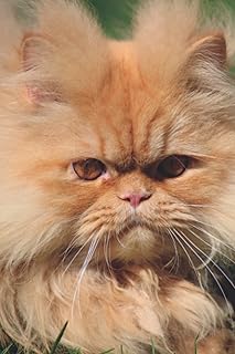 Weekly and monthly planner 2023 Red Persian Cat: Cover organizing journal.. DIAYTAR NIGERIA: Bridging the gap between consumers and quality products with affordable nationwide shipping.